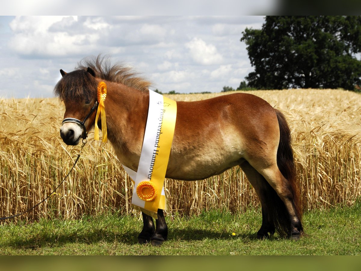 Mini Shetland Pony Mare 19 years 8 hh Brown in Berthelsdorf