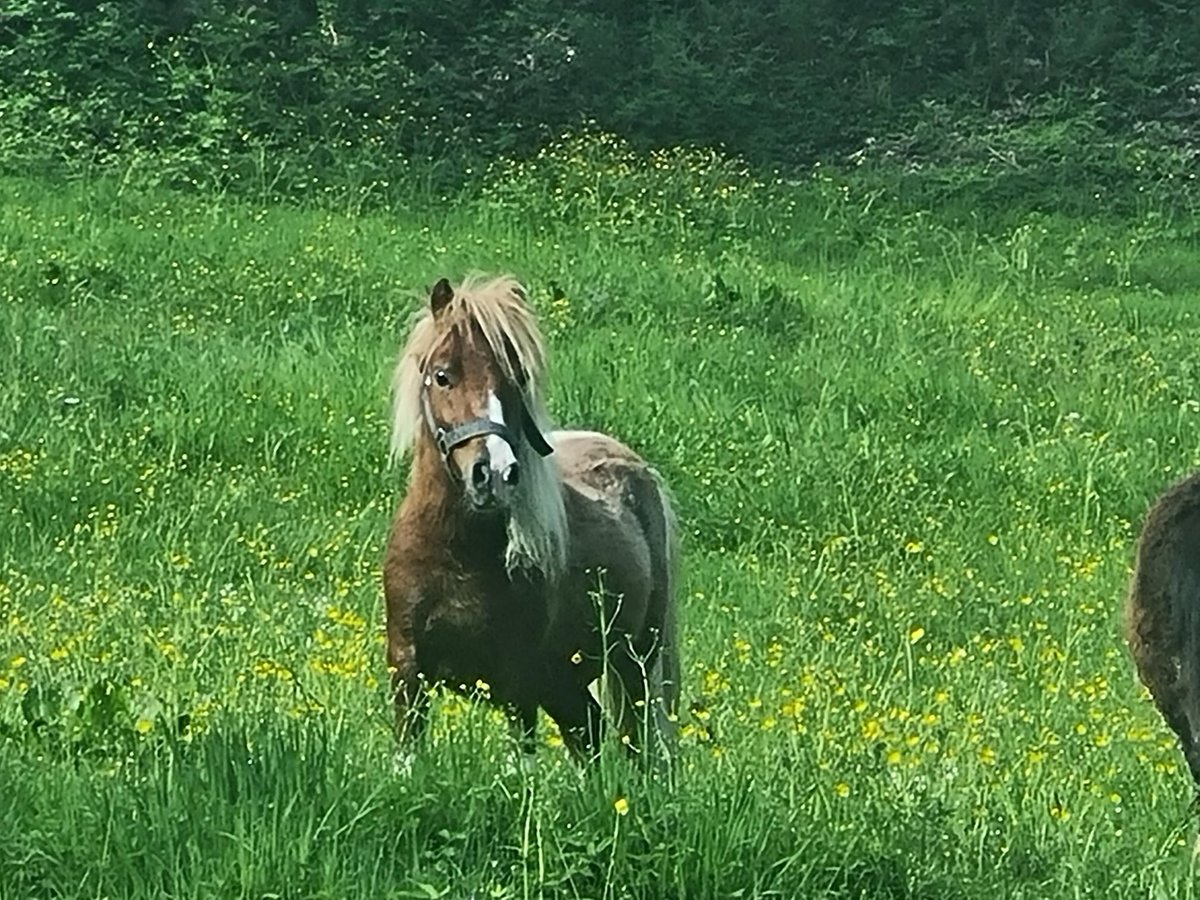 Mini Shetland Pony Mare 1 year in Kaprun