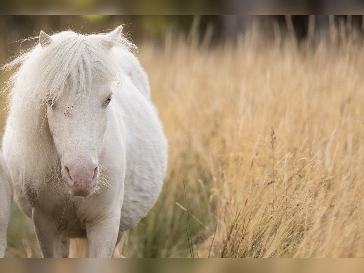 Mini Shetland Pony Mare 24 years 7,3 hh Cremello in Langenlois