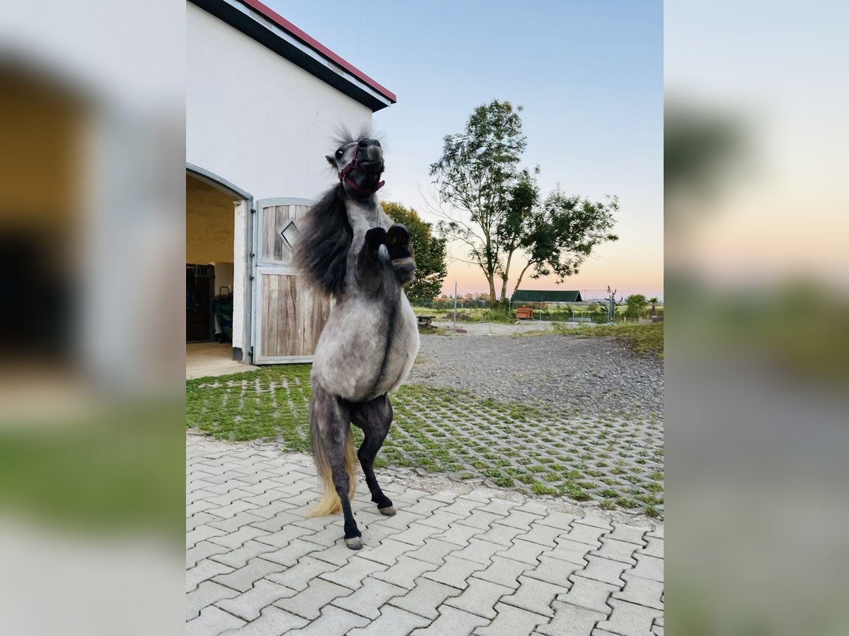 Mini Shetland Pony Mare 4 years 7,1 hh Gray in Langerringen