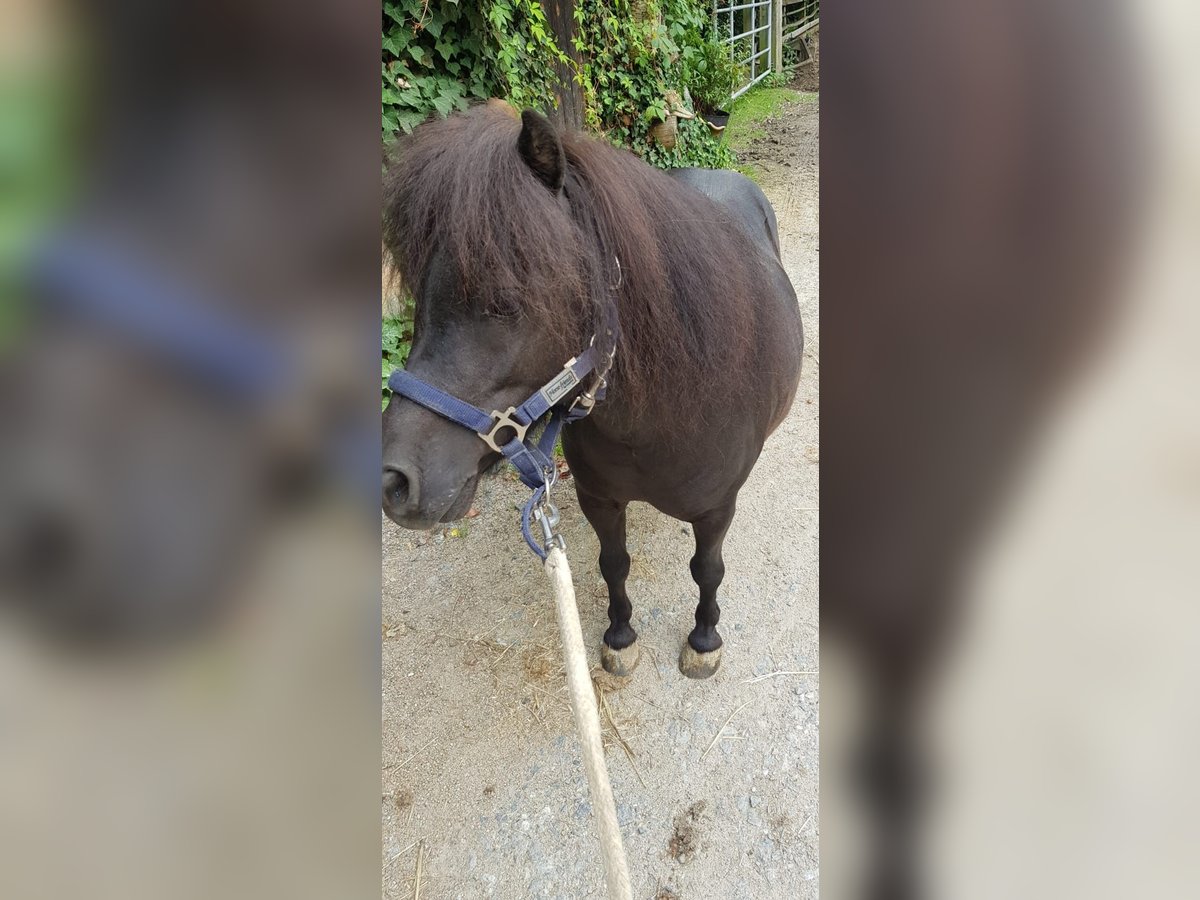 Mini Shetland Pony Mare 6 years 7,3 hh Black in Neunburg vorm Wald