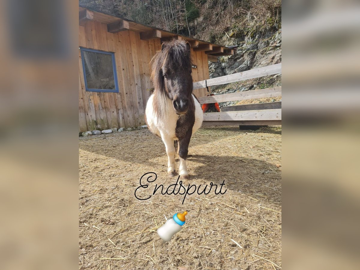 Mini Shetland Pony Mare 6 years 7,3 hh Pinto in MAISHOFEN