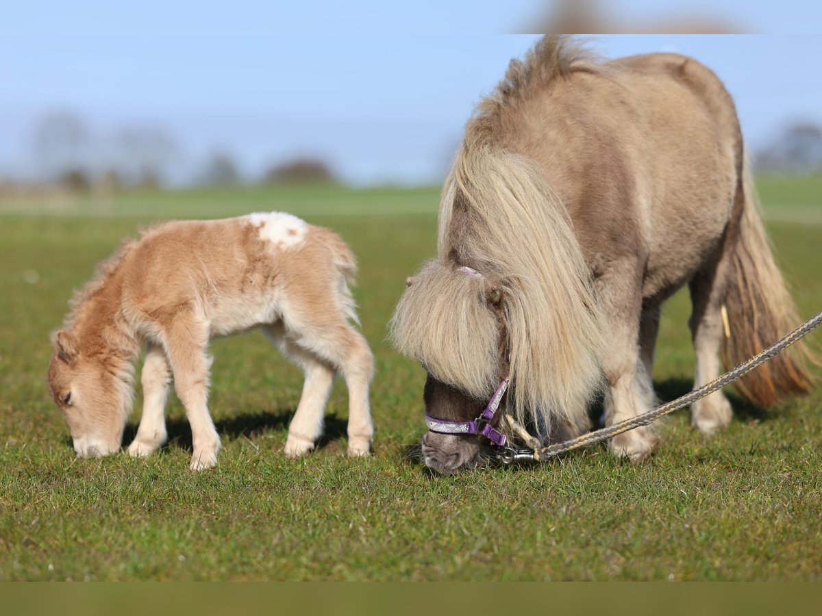 Mini Shetland Pony Mare 8 years 7,1 hh Champagne in Sch&#xF6;nwalde am BungsbergSch&#xF6;nwalde