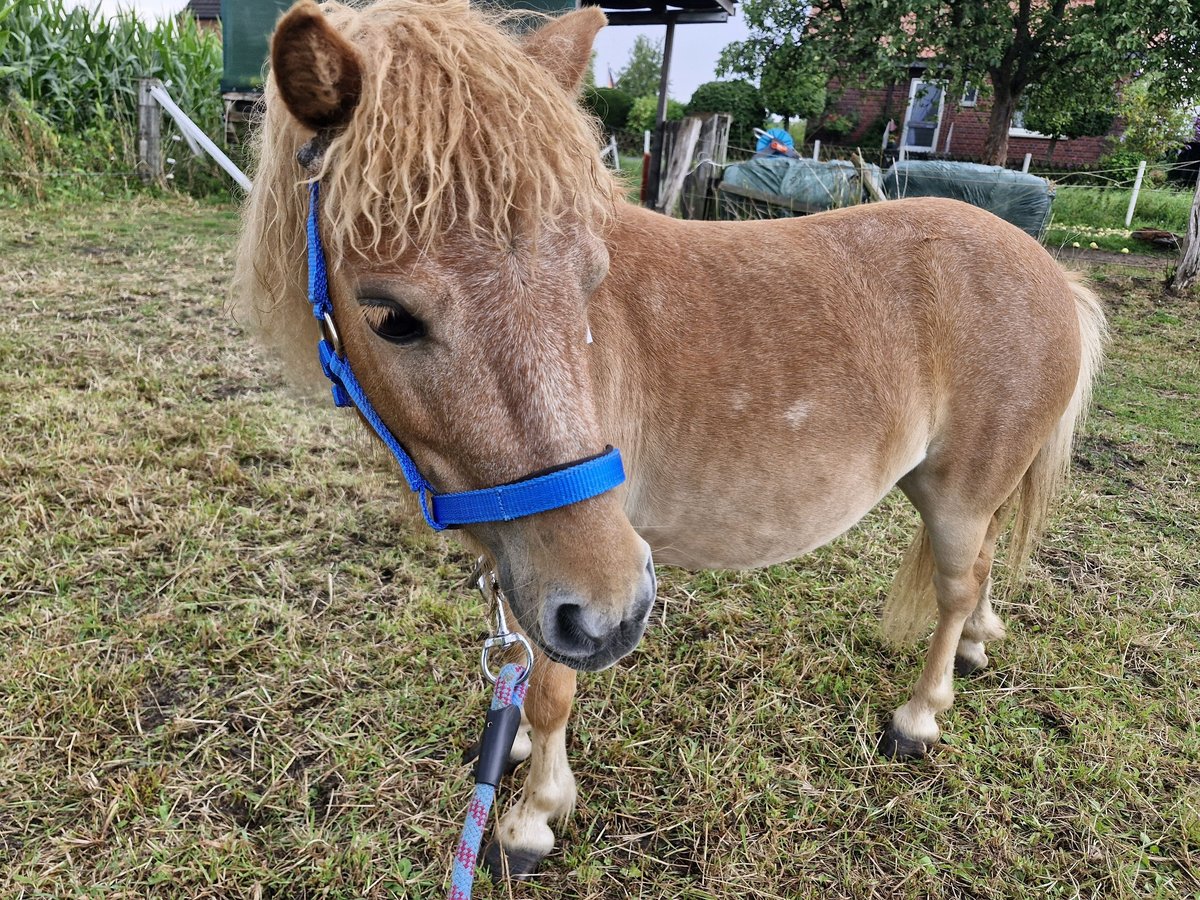Mini Shetland Pony Mare 8 years 8,1 hh Chestnut-Red in D&#xFC;lmen