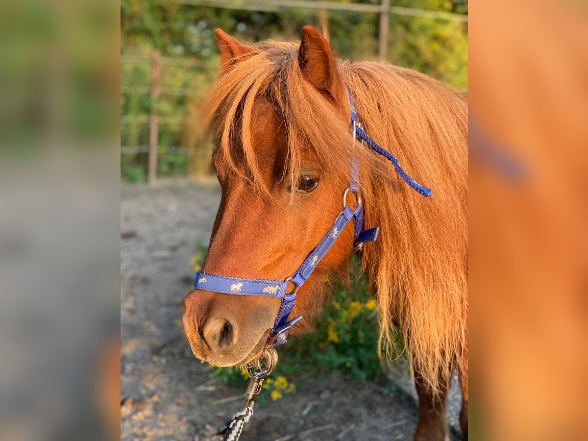 Mini Shetland Pony Mare 9 years 7,1 hh Chestnut-Red in Dallgow-D&#xF6;beritz