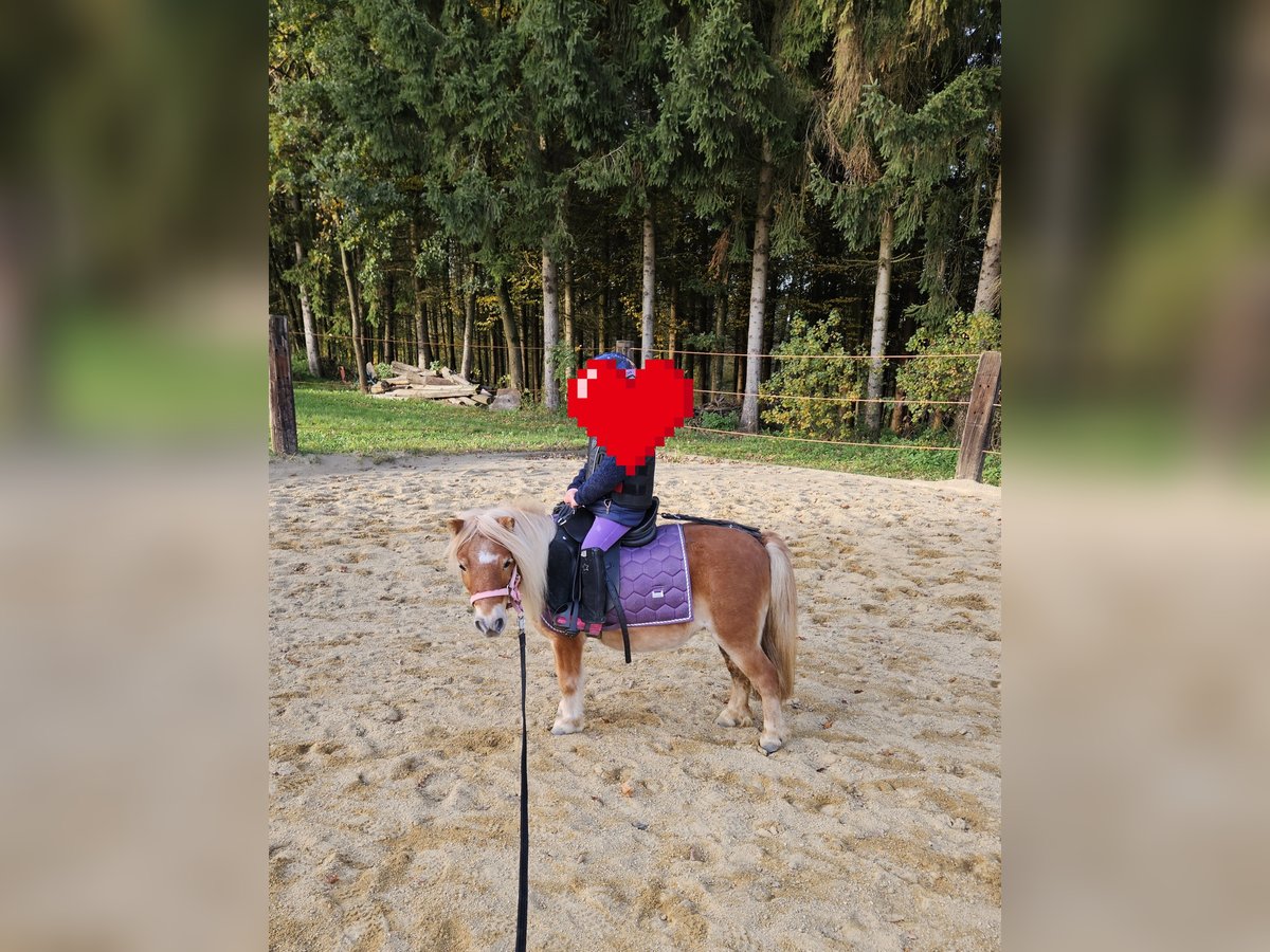 Mini Shetland Pony Mare 9 years 8,1 hh Chestnut-Red in St. Georgen am Ybbsfelde