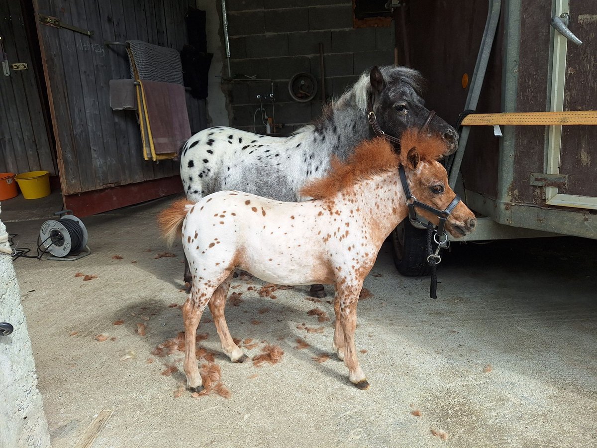 Mini Shetland Pony Mare Foal (04/2025) 5,3 hh Leopard-Piebald in Schemmerhofen