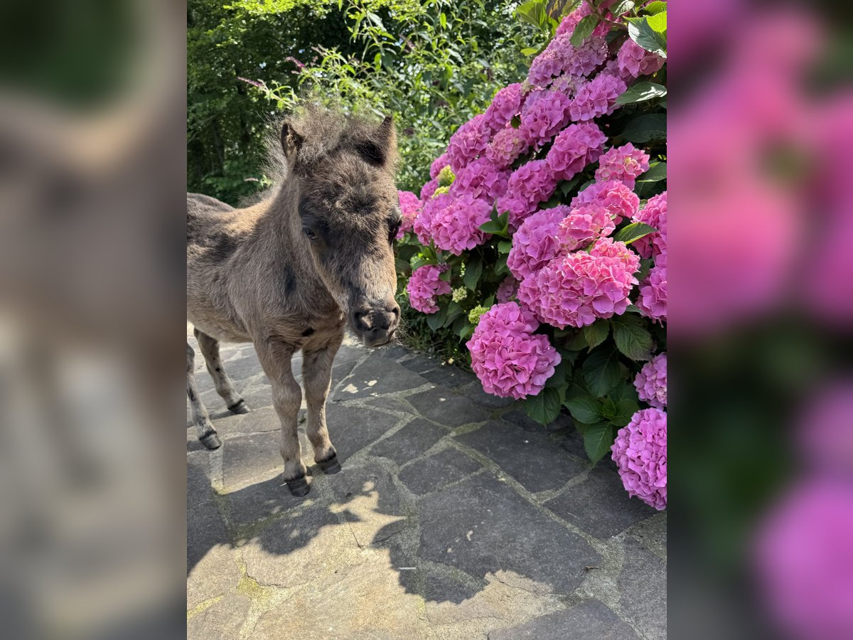 Mini Shetland Pony Mare Foal (05/2025) 7 hh Black in Ochtrup