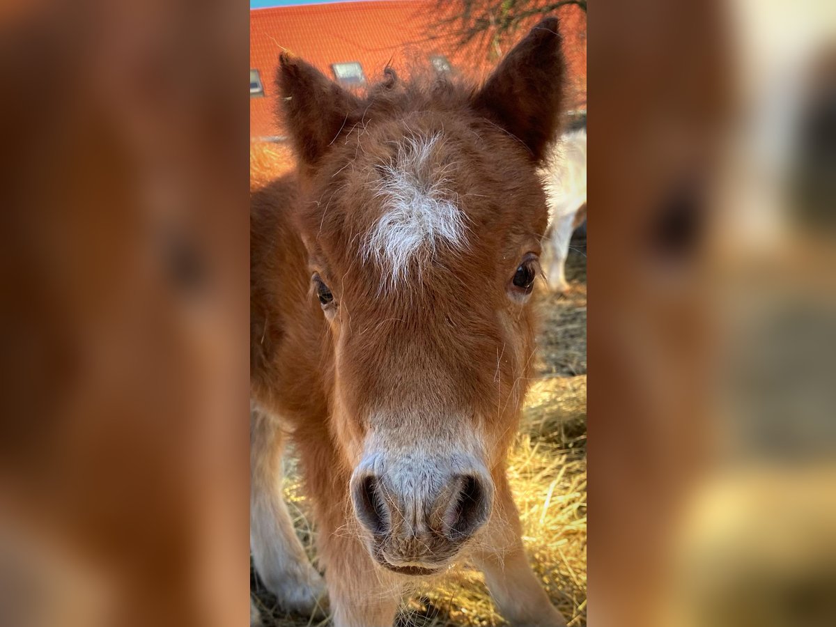 Mini Shetland Pony Mare Foal (04/2025) 8 hh Chestnut-Red in K&#xF6;nigsberg in Bayern