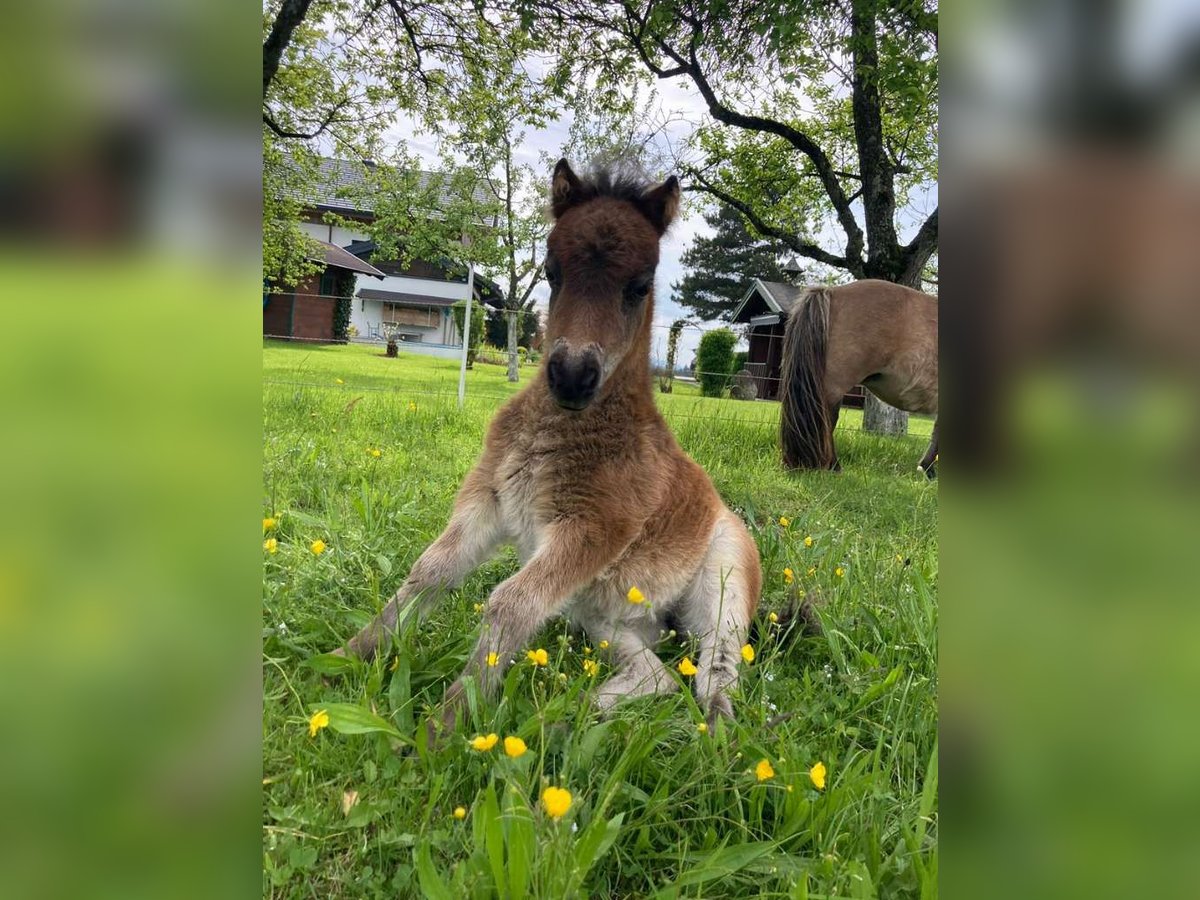 Mini Shetland Pony Mare Foal (04/2025) 8,1 hh Pinto in Eugendorf