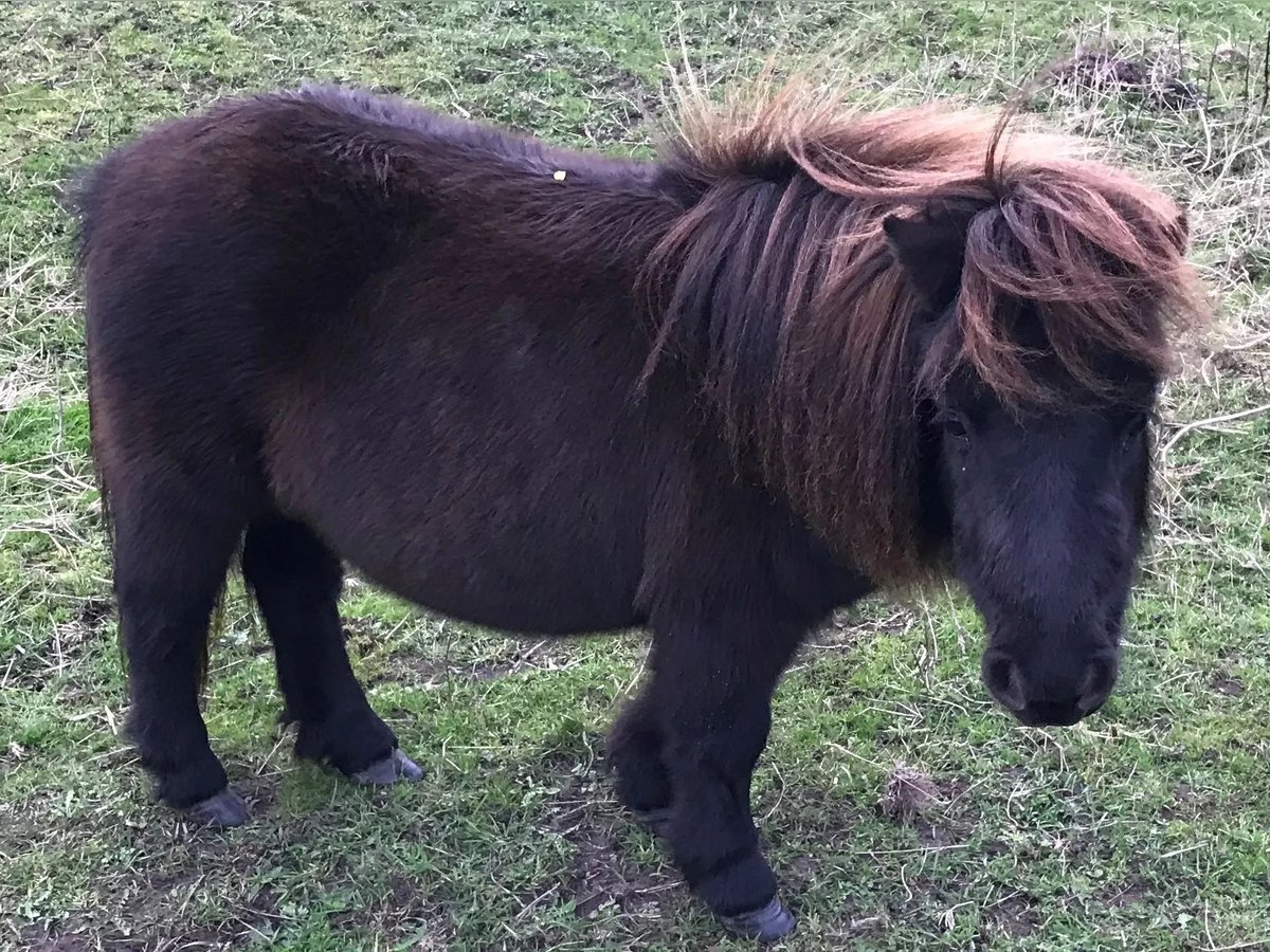 Of diefstal Adviseur Mini Shetland Pony Merrie 10 Jaar 80 cm Donkerbruin in Süderlügum