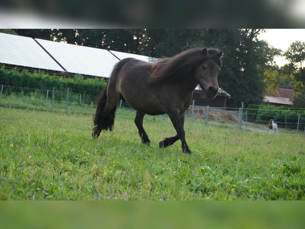 Mini Shetland Pony Merrie 10 Jaar 86 cm Donkerbruin in Haselünne