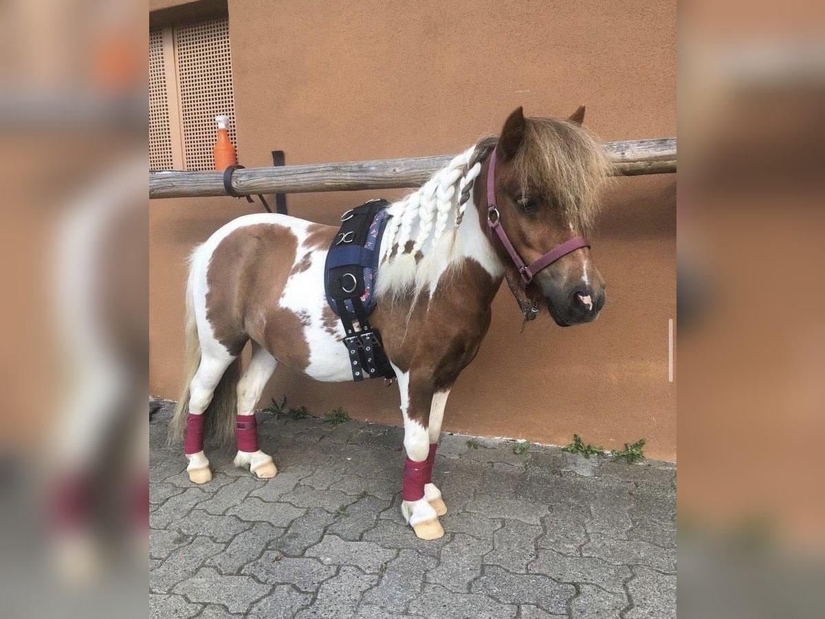 Mini Shetland Pony Merrie 10 Jaar 87 cm Gevlekt-paard in Altenkirchen