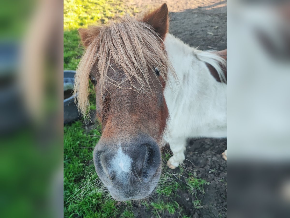 Mini Shetland Pony Merrie 12 Jaar 90 cm Gevlekt-paard in Gelsenkirchen