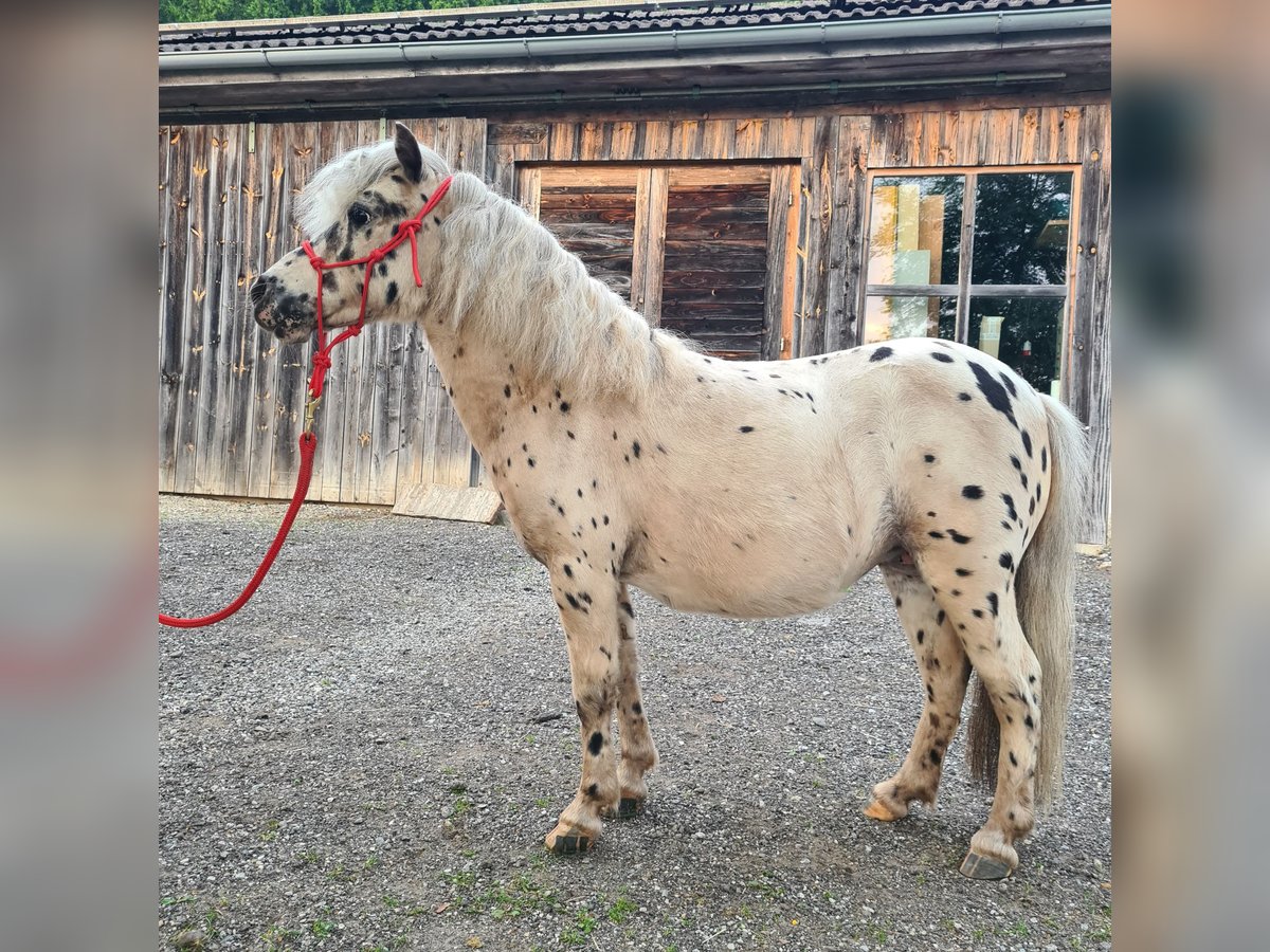 Mini Shetland Pony Merrie 12 Jaar 97 cm Appaloosa in Birkfeld