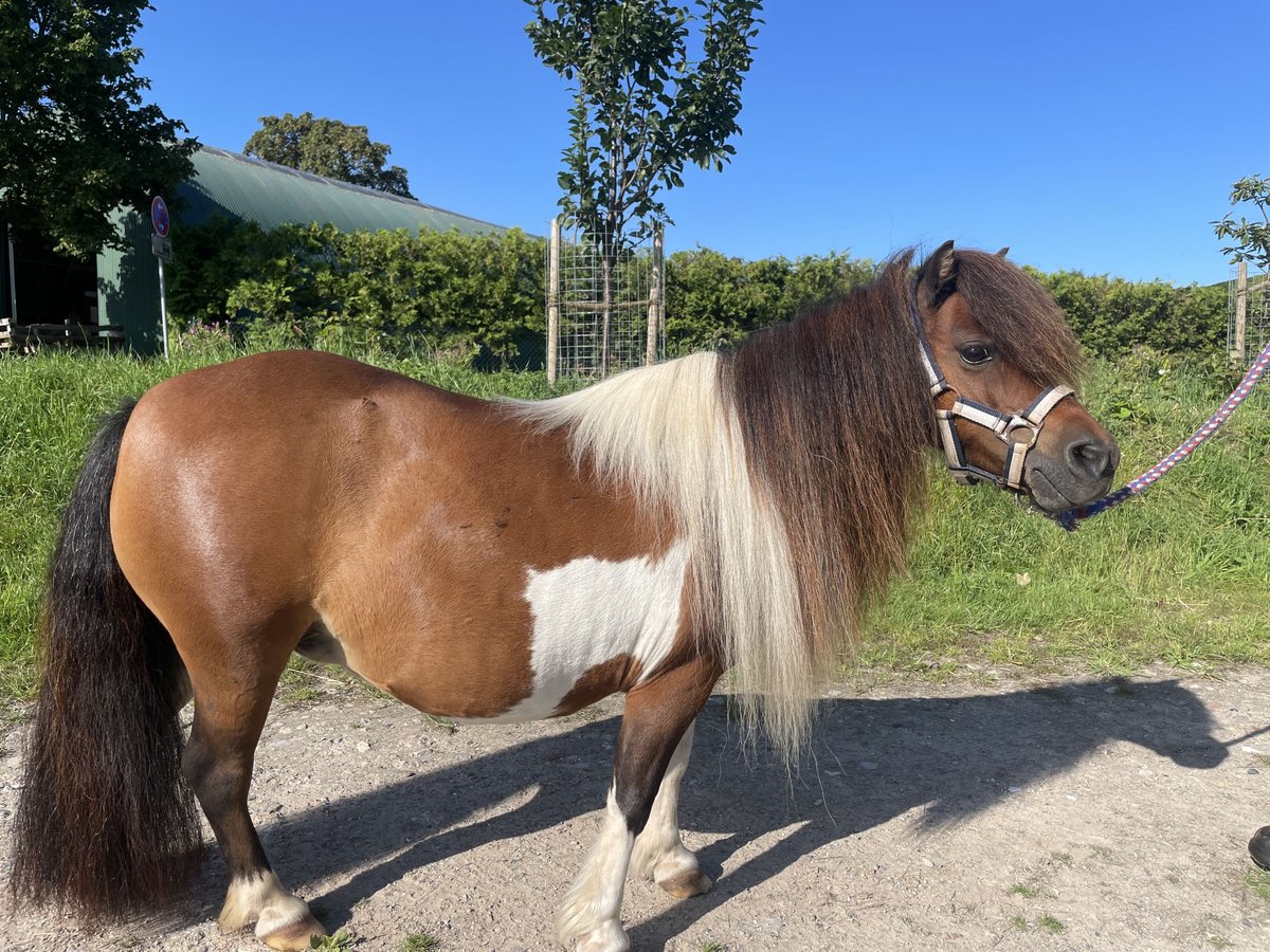 Mini Shetland Pony Merrie 14 Jaar 86 cm Gevlekt-paard in Fehmarn