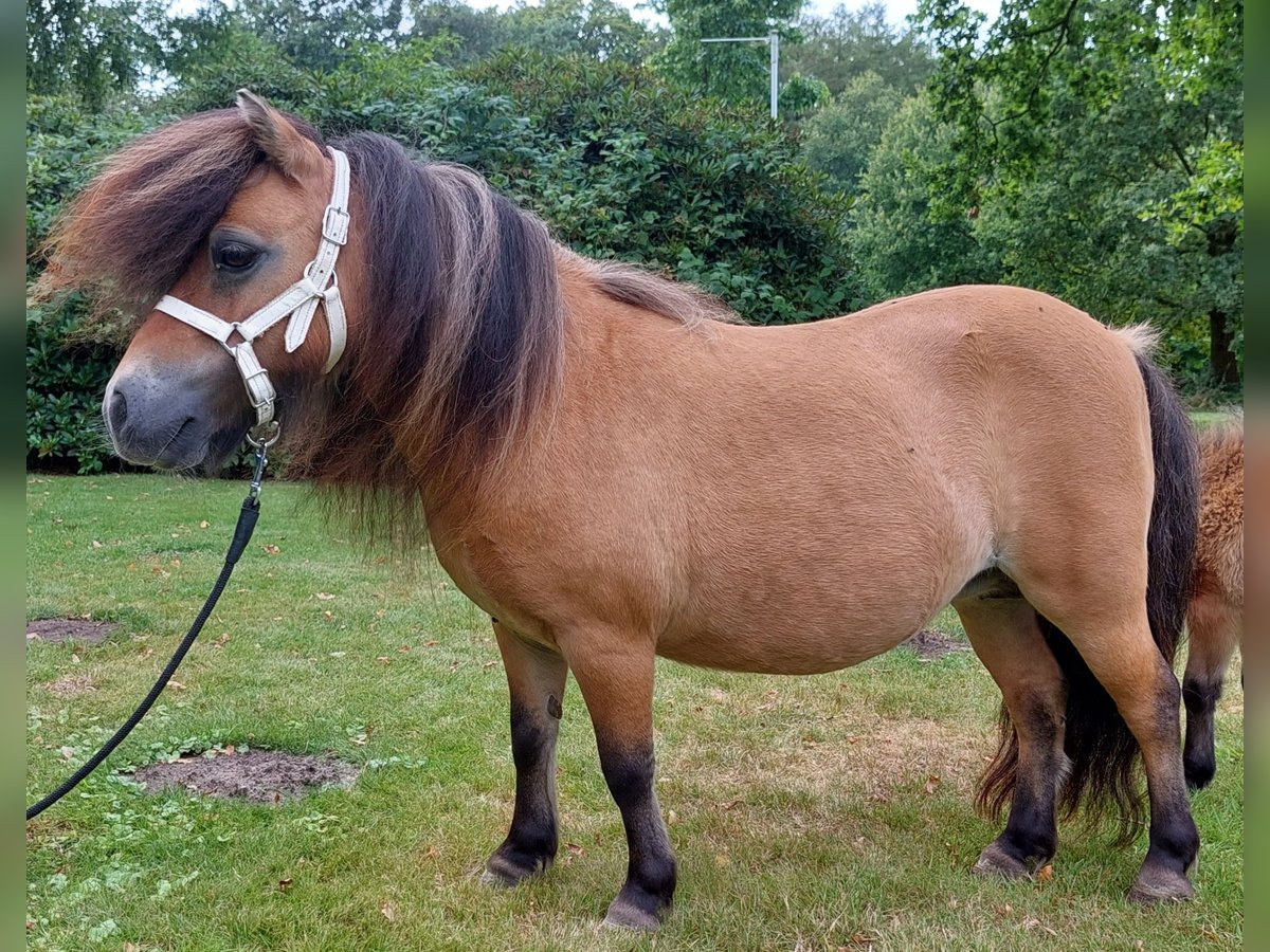 Mini Shetland Pony Merrie 15 Jaar 84 cm Buckskin in Wildeshausen