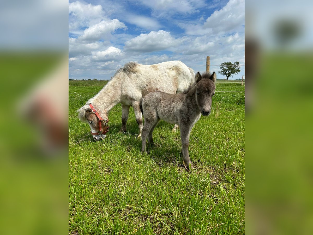 Mini Shetland Pony Merrie 17 Jaar 90 cm in Ehingen