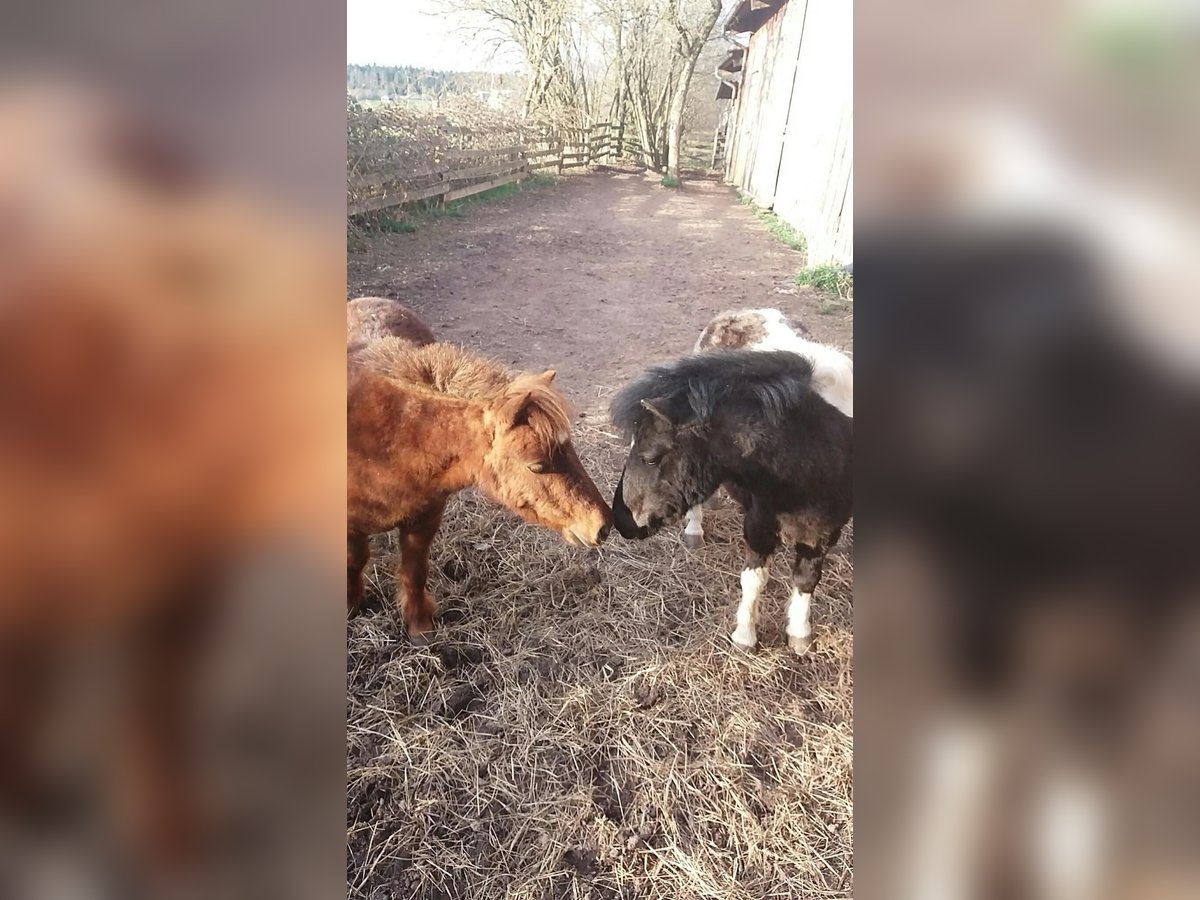 Mini Shetland Pony Merrie 18 Jaar 86 cm in Freudenstadt