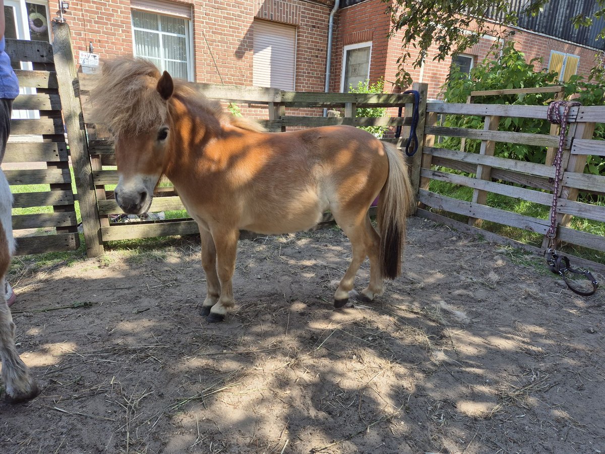 Mini Shetland Pony Merrie 2 Jaar 75 cm Vos in Rieste