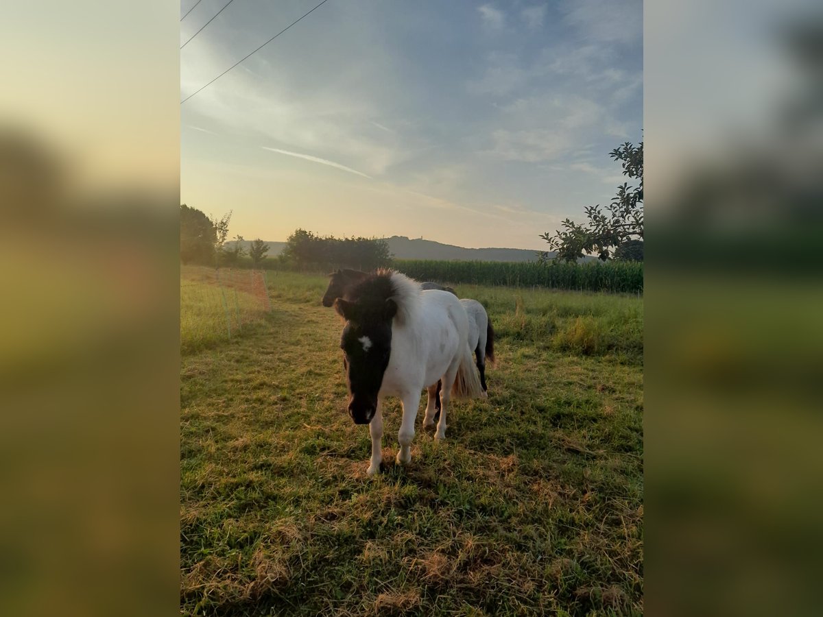 Mini Shetland Pony Merrie 2 Jaar 90 cm Gevlekt-paard in Unlingen