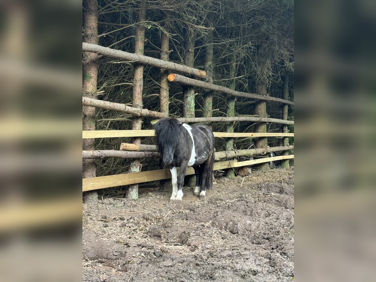 Mini Shetland Pony Merrie 2 Jaar Gevlekt-paard in Busenberg