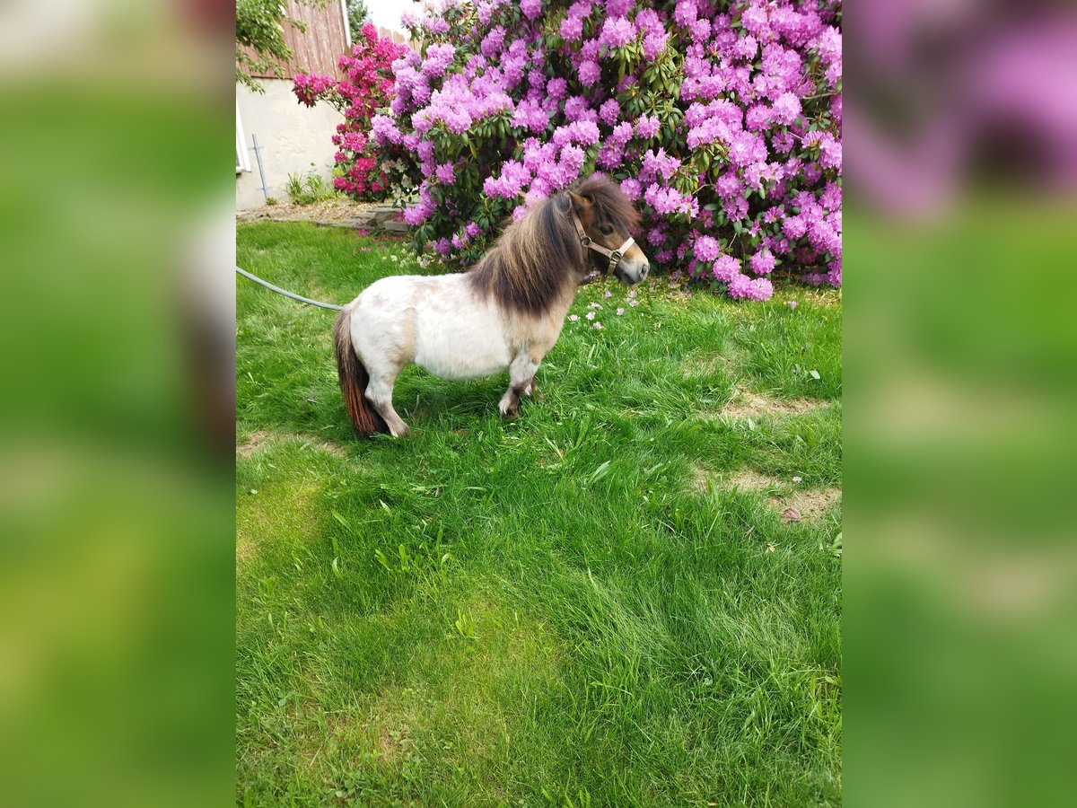 Mini Shetland Pony Merrie 3 Jaar 66 cm Brown Falb schimmel in Berthelsdorf