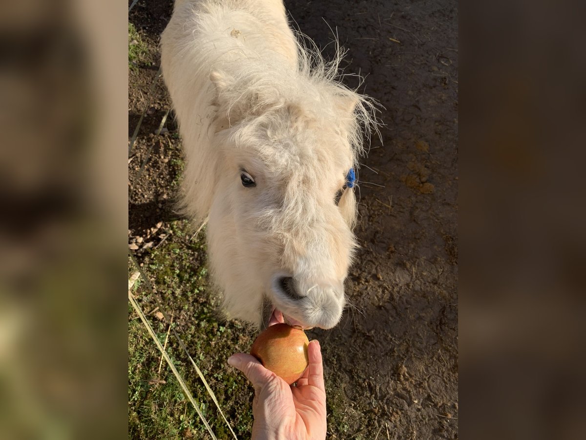 Mini Shetland Pony Merrie 3 Jaar 72 cm Gevlekt-paard in Cham