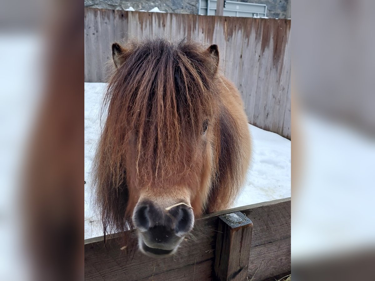 Mini Shetland Pony Merrie 3 Jaar 80 cm Falbe in Rohrbach-Berg