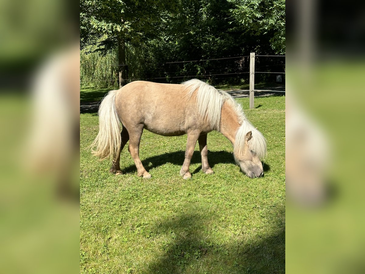 Mini Shetland Pony Merrie 3 Jaar 83 cm Palomino in Wiek