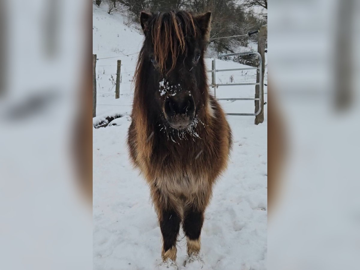 Mini Shetland Pony Merrie 3 Jaar 85 cm Gevlekt-paard in Marsberg