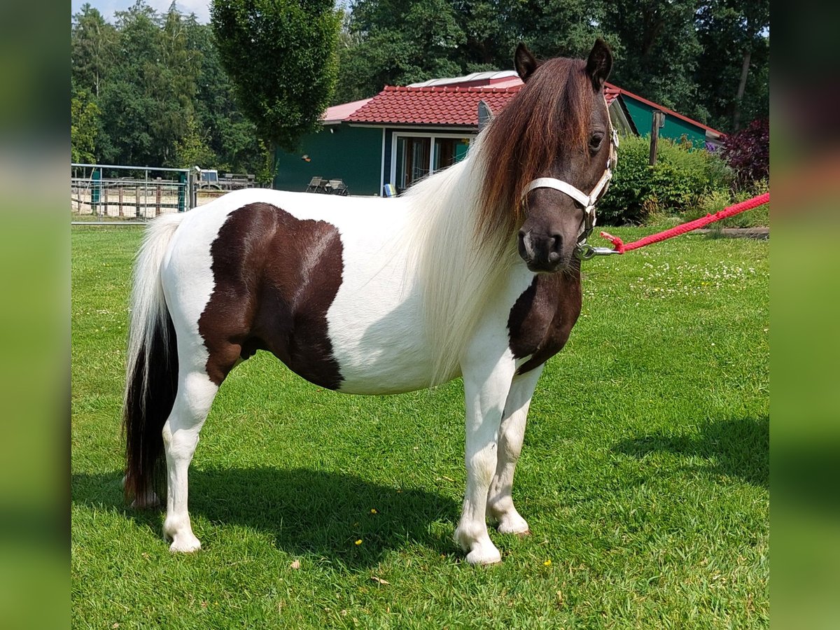 Mini Shetland Pony Merrie 4 Jaar 86 cm Gevlekt-paard in Wildeshausen