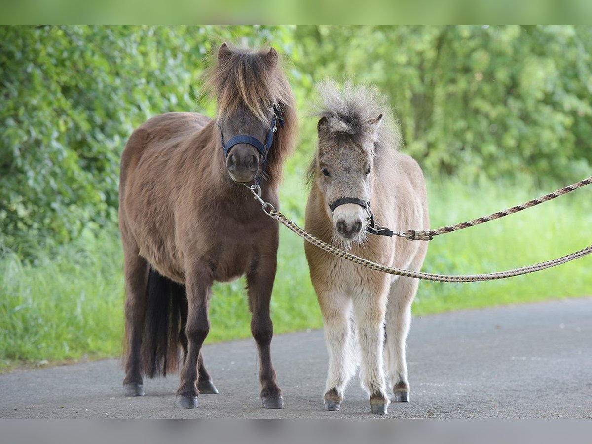 Mini Shetland Pony Merrie 4 Jaar 92 cm in Warendorf