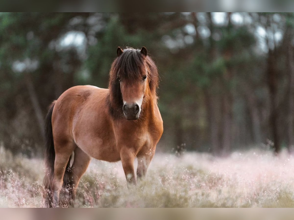 Mini Shetland Pony Merrie 5 Jaar 189 cm Bruin in Gouderak