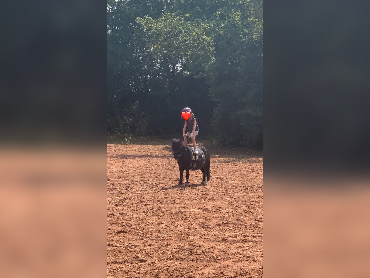 Mini Shetland Pony Merrie 5 Jaar 80 cm in Zweibrücken