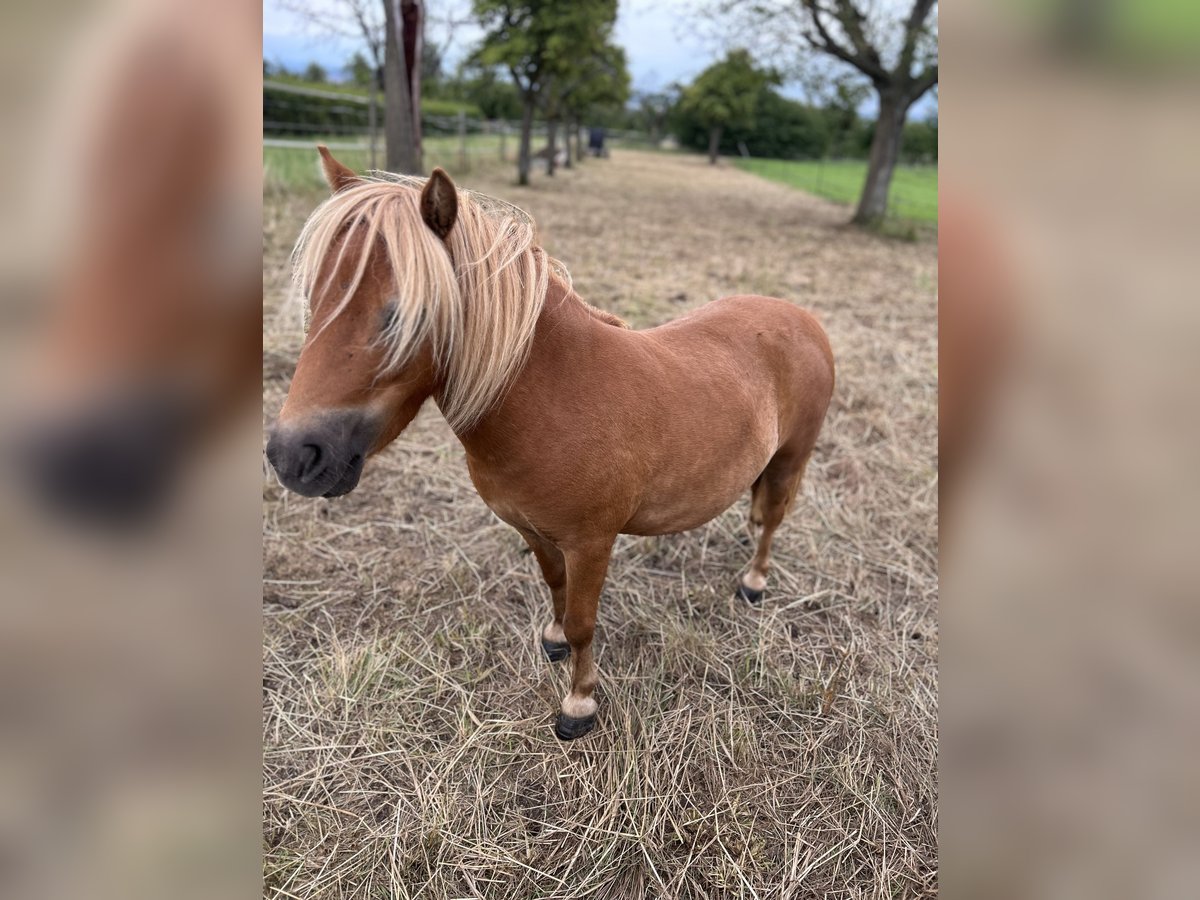 Mini Shetland Pony Merrie 5 Jaar 83 cm Vos in Hungen
