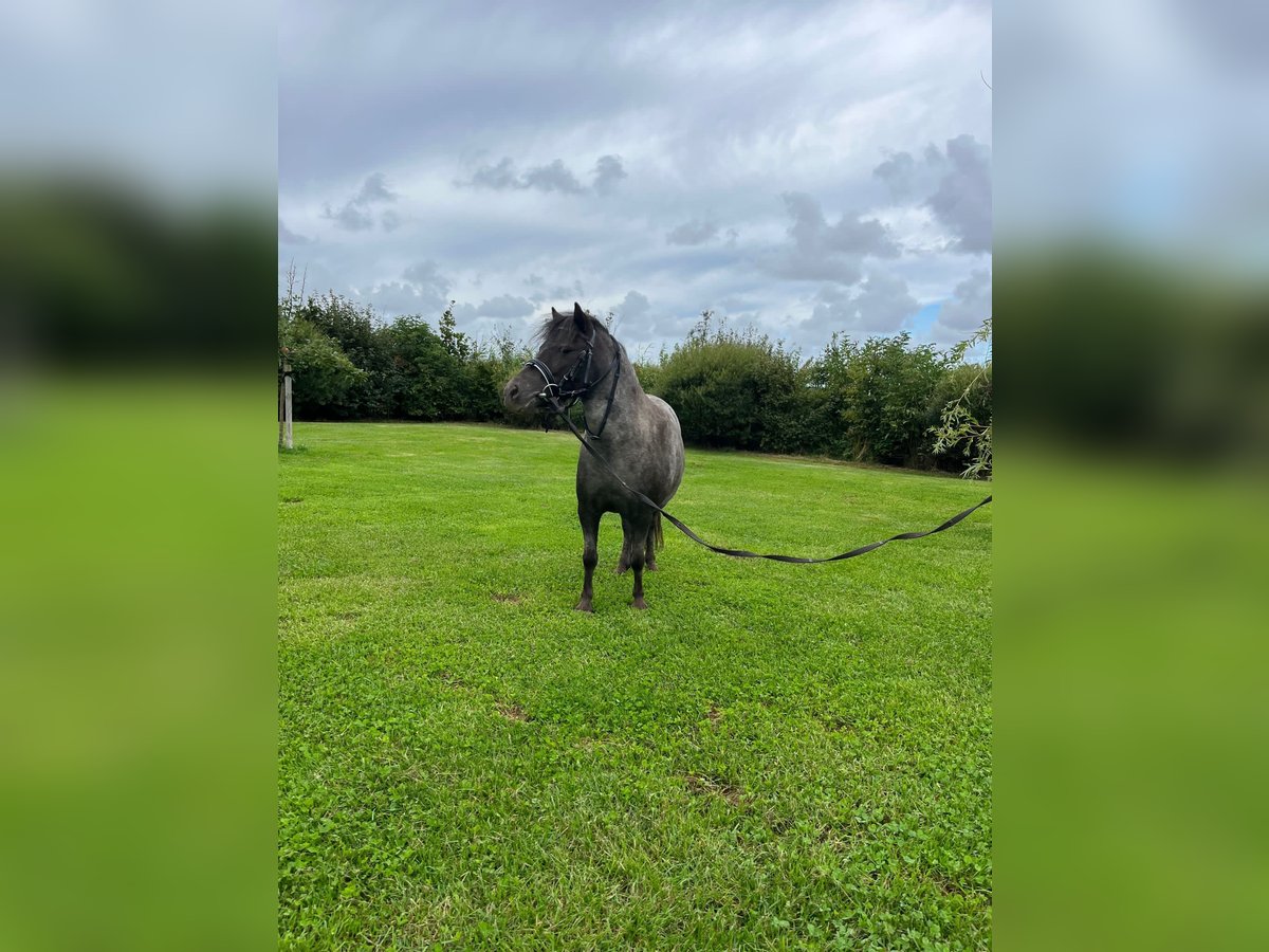 Mini Shetland Pony Merrie 6 Jaar 100 cm Schimmel in Oevenum