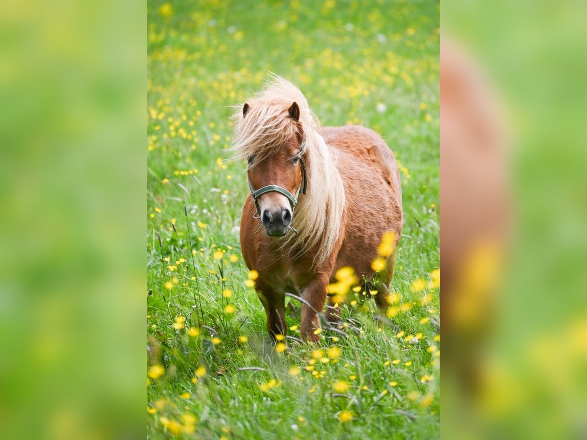 Mini Shetland Pony Mix Merrie 6 Jaar 75 cm Vos in Bromberg