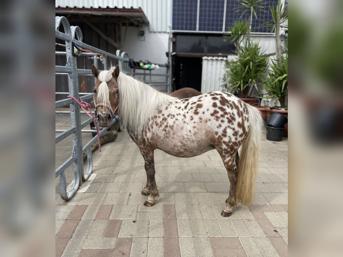 Mini Shetland Pony Merrie 7 Jaar 85 cm Appaloosa in Michelau in Oberfranken