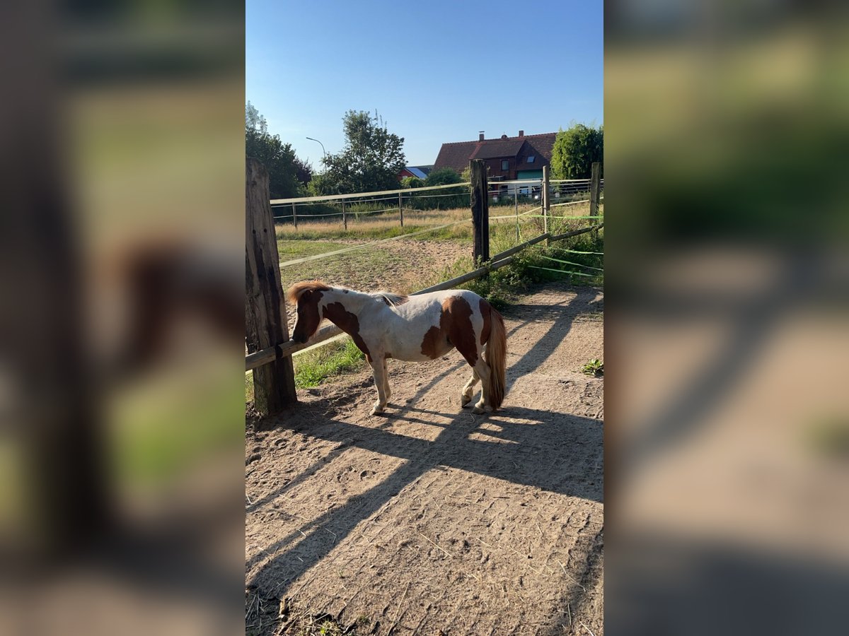 Mini Shetland Pony Merrie 7 Jaar 85 cm Gevlekt-paard in Mötzing