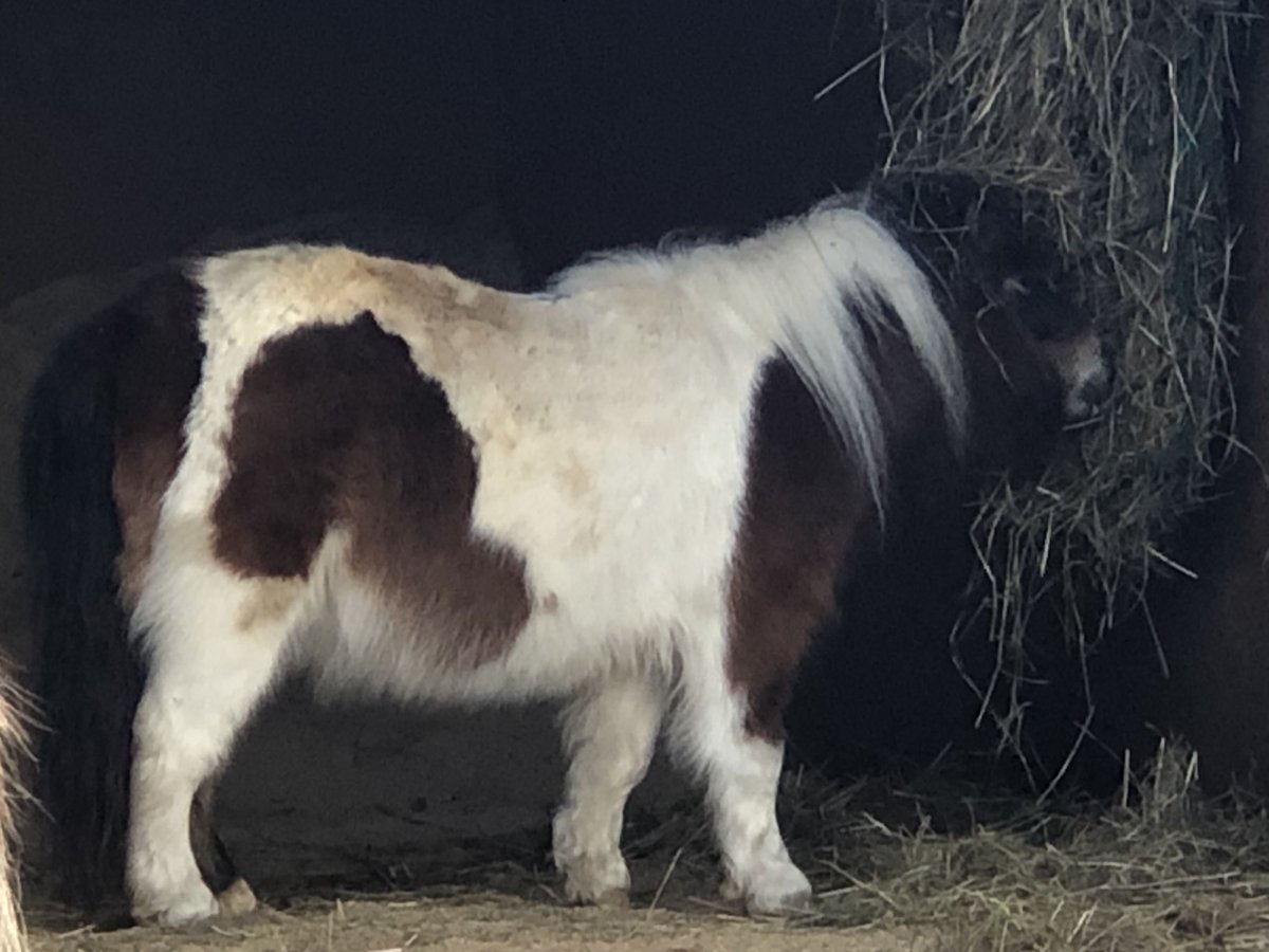 Mini Shetland Pony Merrie 8 Jaar 80 cm Gevlekt-paard in Unterneukirchen