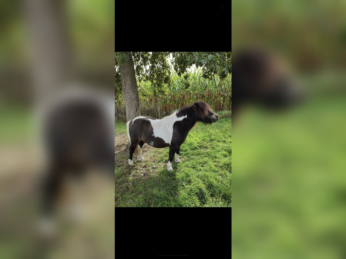 Mini Shetland Pony Merrie 9 Jaar 82 cm Gevlekt-paard in Heiden