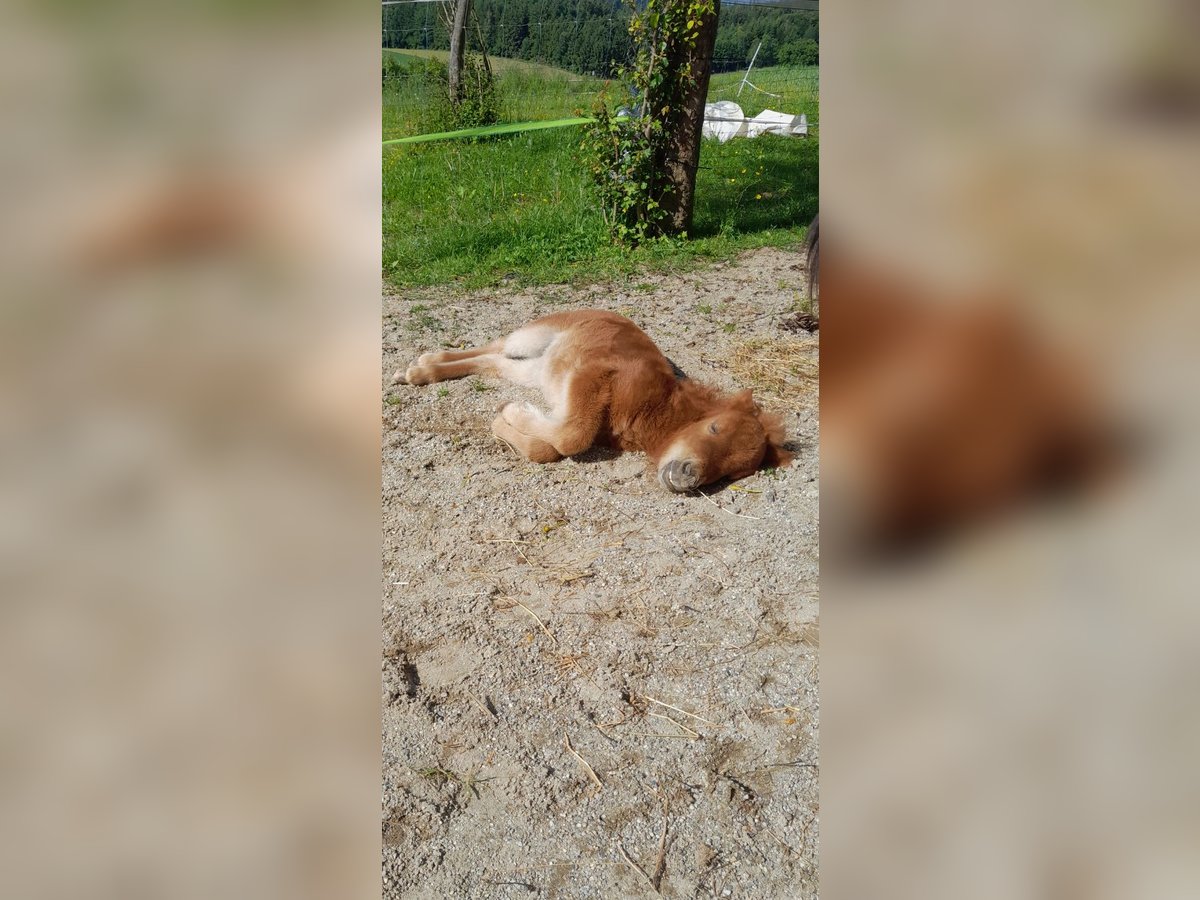 Mini Shetland Pony Merrie Veulen (05/2025) 83 cm Bruin in Tann