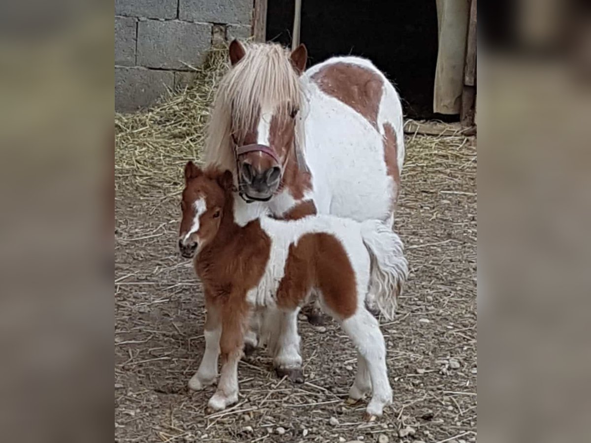 Mini Shetland Pony Merrie veulen (01/2024) 90 cm Gevlekt-paard in Mietingen