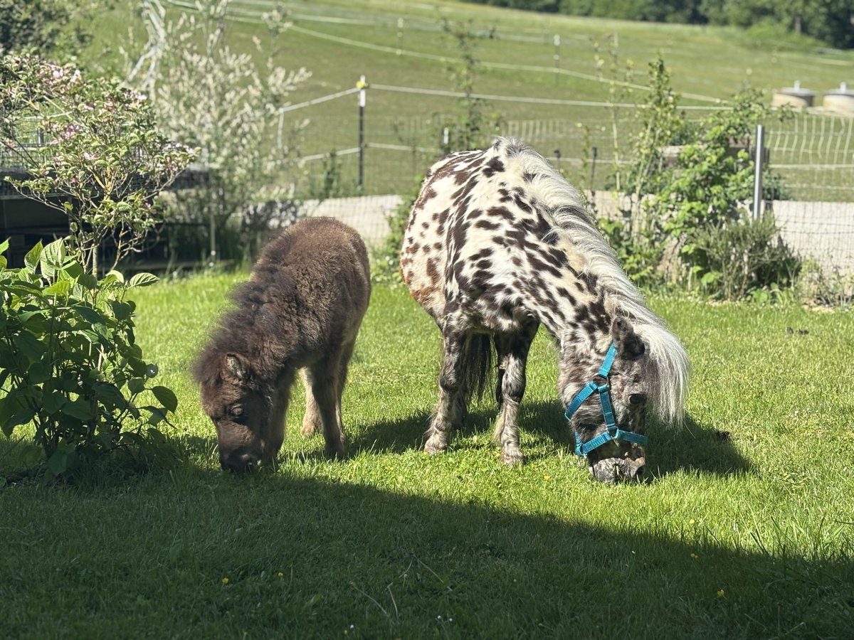 Mini Shetland Pony Merrie Veulen (03/2025) in Steyregg