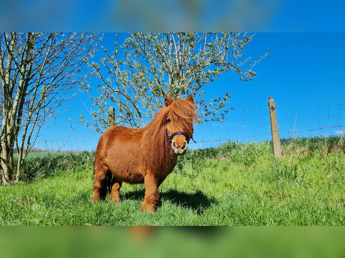 Mini Shetland Pony Ruin 17 Jaar 80 cm Vos in Hameln