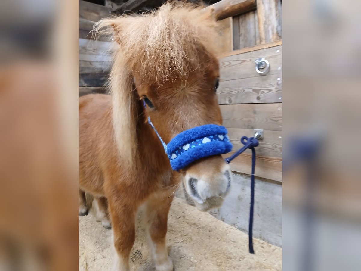 Mini Shetland Pony Ruin 2 Jaar Vos in K&#xF6;tschach-Mauthen