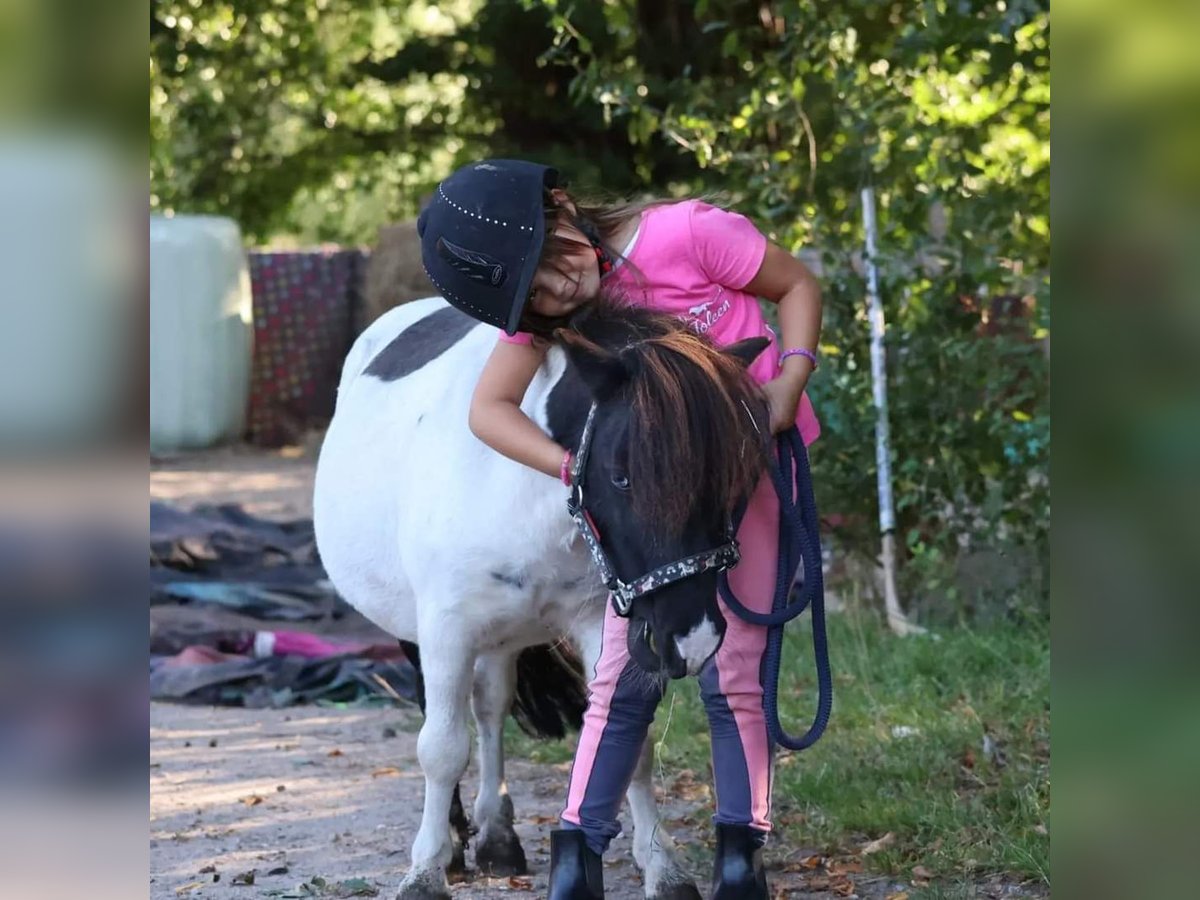 Mini Shetland Pony Ruin 5 Jaar 83 cm Gevlekt-paard in Timmendorfer Strand