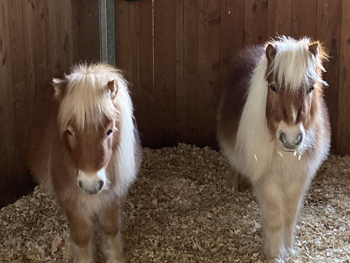 Mini Shetland Pony Ruin 6 Jaar 85 cm Lichtbruin in Feldkirch