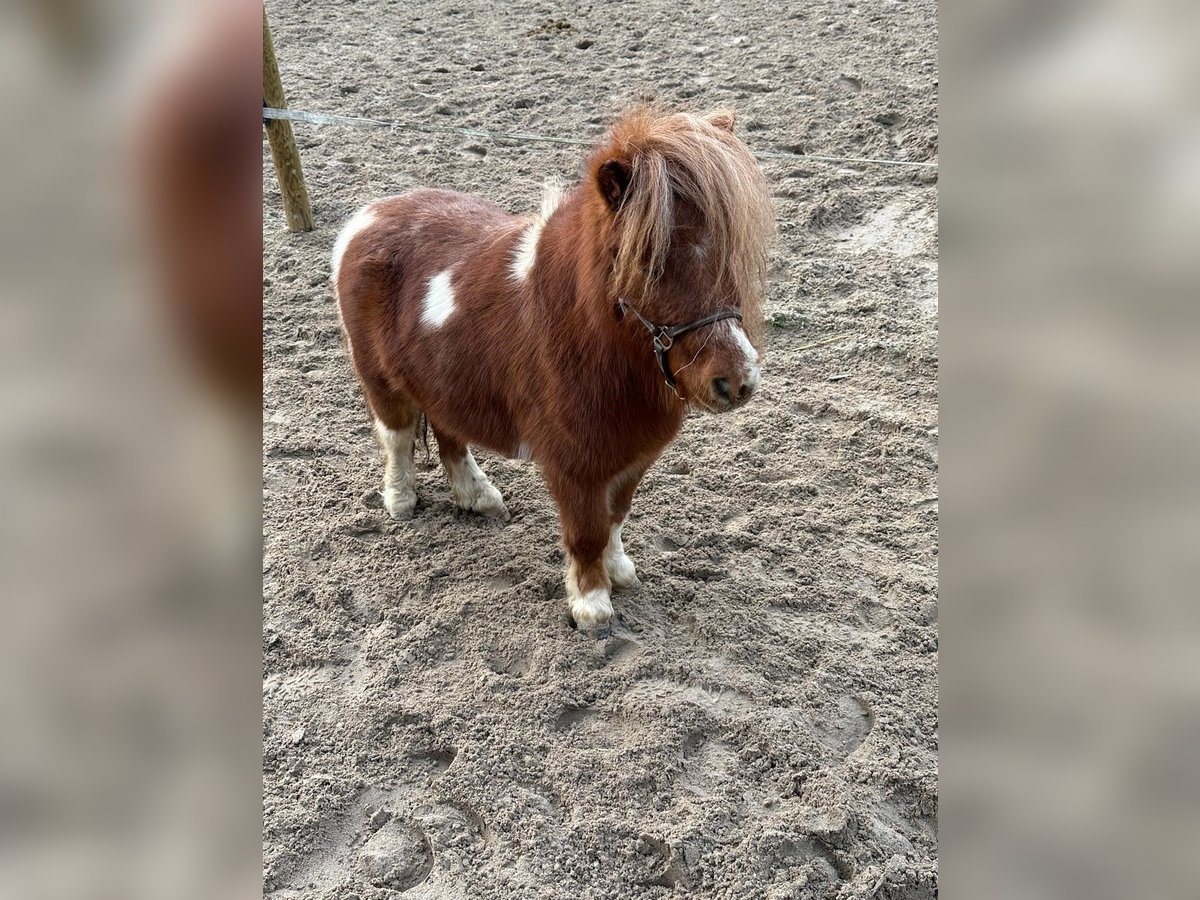 Mini Shetland Pony Ruin 6 Jaar 90 cm Gevlekt-paard in Heidesheim am Rhein